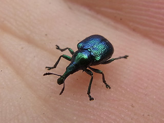 Byctiscus betulae