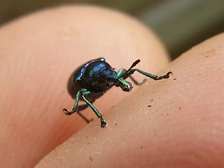 Byctiscus betulae