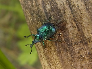Byctiscus betulae