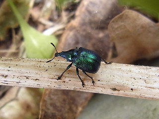 Byctiscus betulae