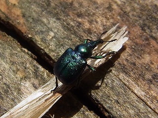Byctiscus betulae