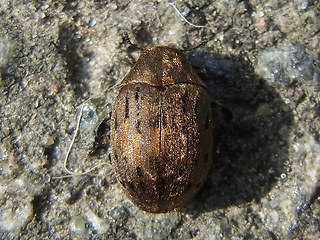 Byrrhus pilula