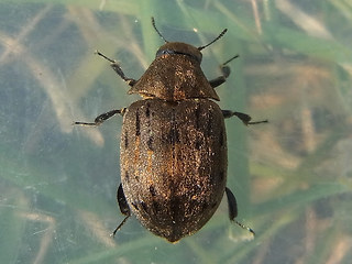 Byrrhus pilula