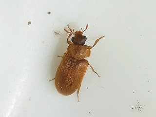 Byturus ochraceus