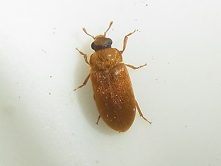 Byturus ochraceus