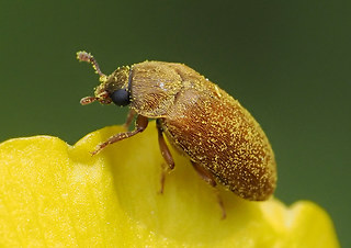 Byturus ochraceus