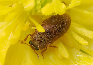 Byturus ochraceus