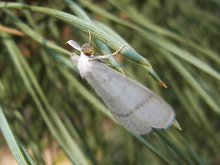 Cabera pusaria