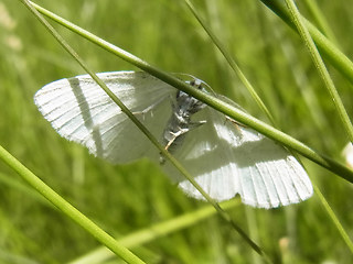 Cabera pusaria