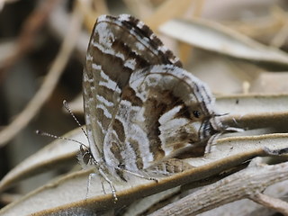 Cacyreus marshalli