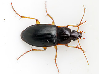 Calathus ambiguus