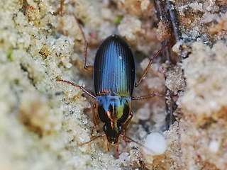 Calathus ambiguus