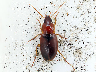 Calathus  cinctus