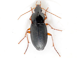 Calathus erratus