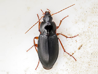 Calathus erratus