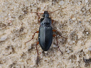 Calathus  erratus