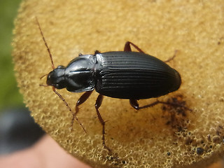 Calathus  fuscipes
