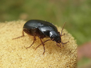 Calathus  fuscipes
