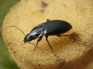 Calathus  fuscipes
