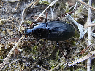 Calathus fuscipes