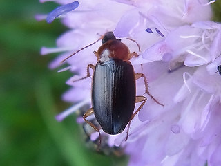 Calathus  melanocephalus
