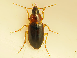 Calathus melanocephalus