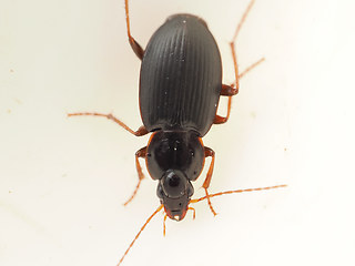 Calathus rotundicollis