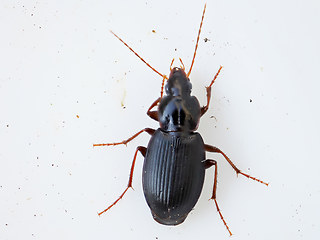 Calathus rotundicollis