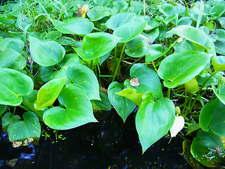 Calla palustris