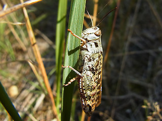Calliptamus italicus