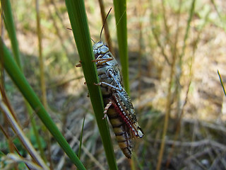 Calliptamus italicus