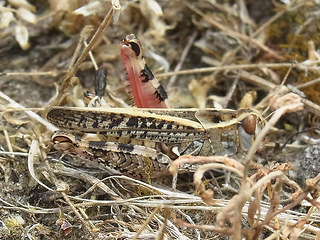 Calliptamus italicus