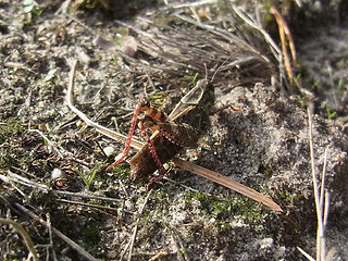 Calliptamus italicus