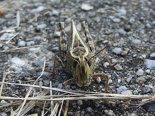 Calliptamus italicus