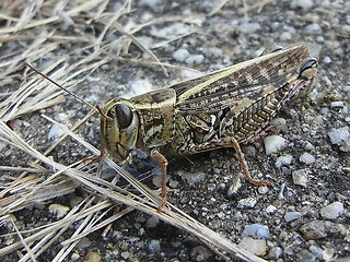 Calliptamus italicus