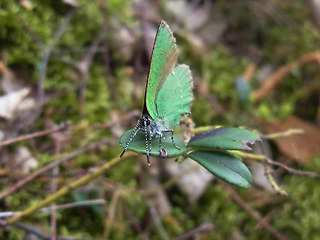 Callophrys rubi