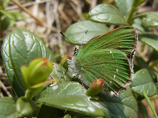 Callophrys rubi