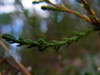 Calluna vulgaris