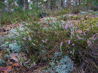 Calluna vulgaris