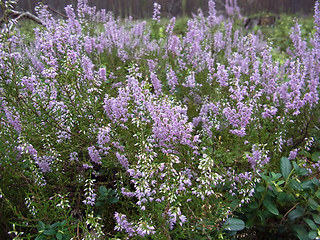 Calluna vulgaris