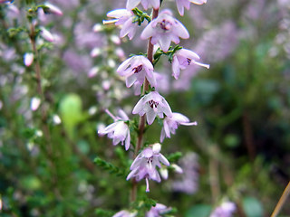 Calluna vulgaris