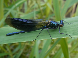 Calopteryx splendens