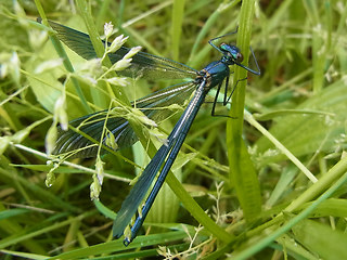 Calopteryx splendens
