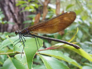 Calopteryx virgo
