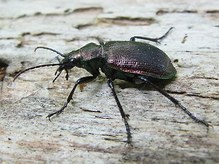 Calosoma inquisitor
