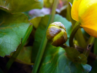 Caltha palustris