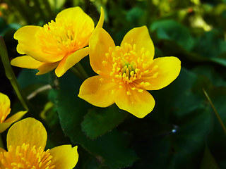 Caltha palustris