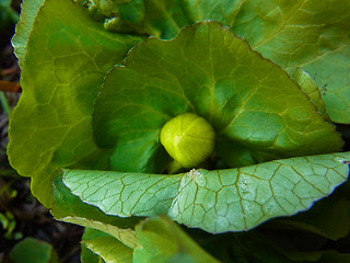 Caltha palustris