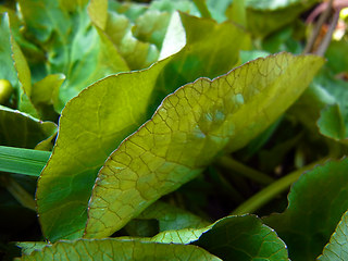 Caltha palustris