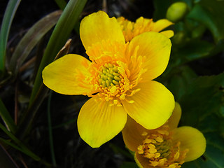 Caltha palustris